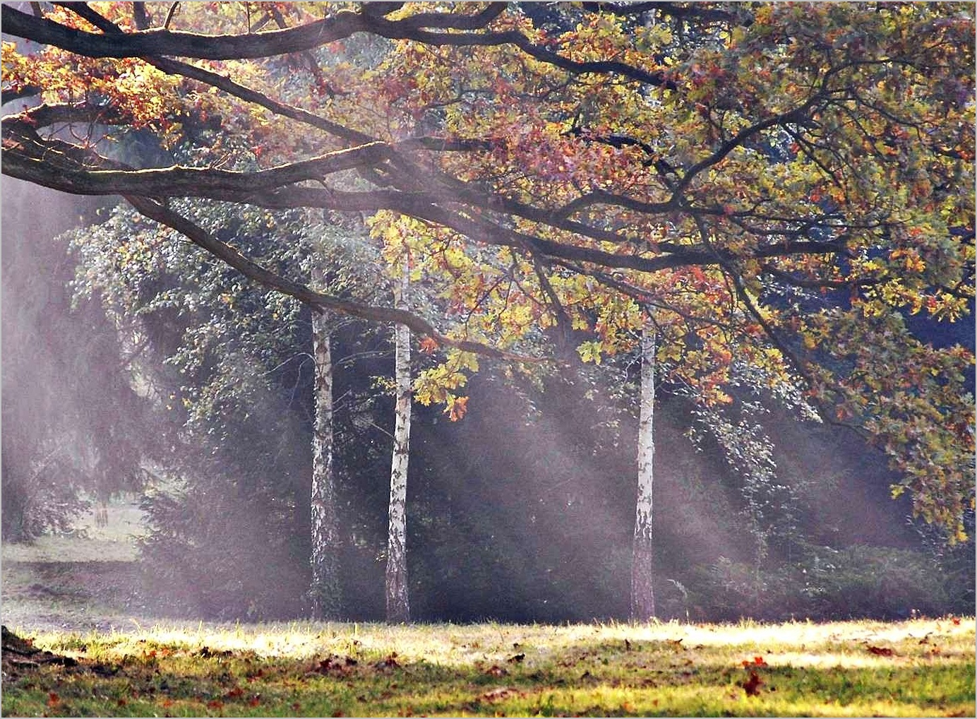 morgens im Park