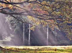 morgens im Park