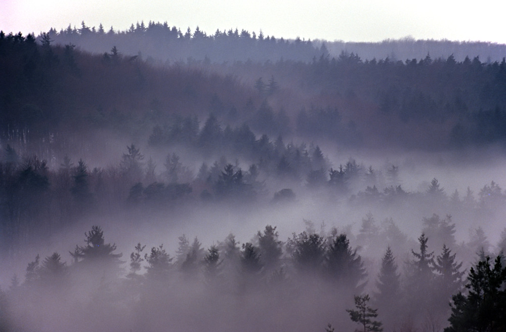 Morgens im Pfälzerwald