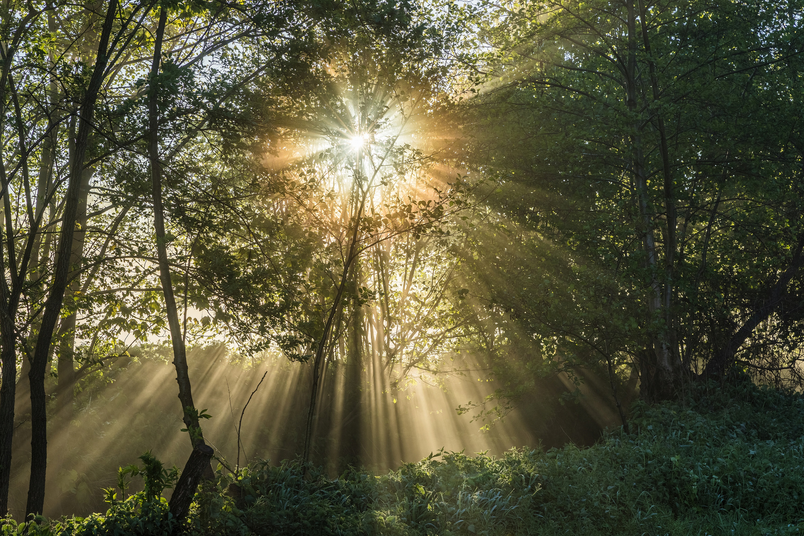 Morgens im Queichtal