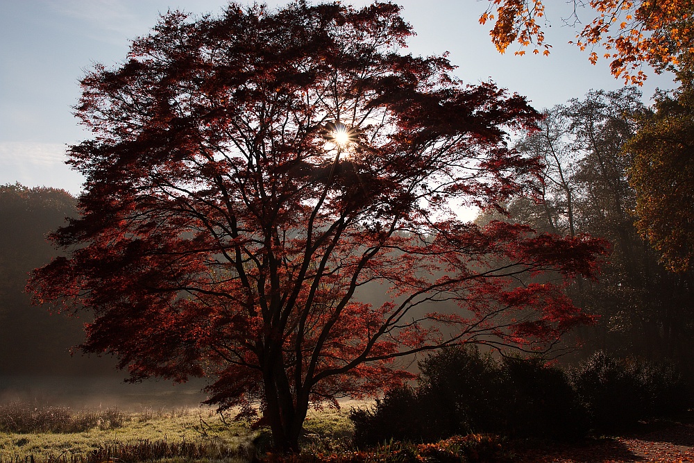 morgens im Rombergpark