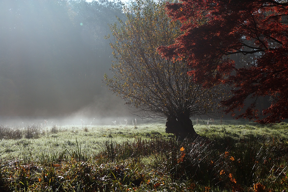 "morgens im Rombergpark"