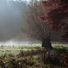 "morgens im Rombergpark"