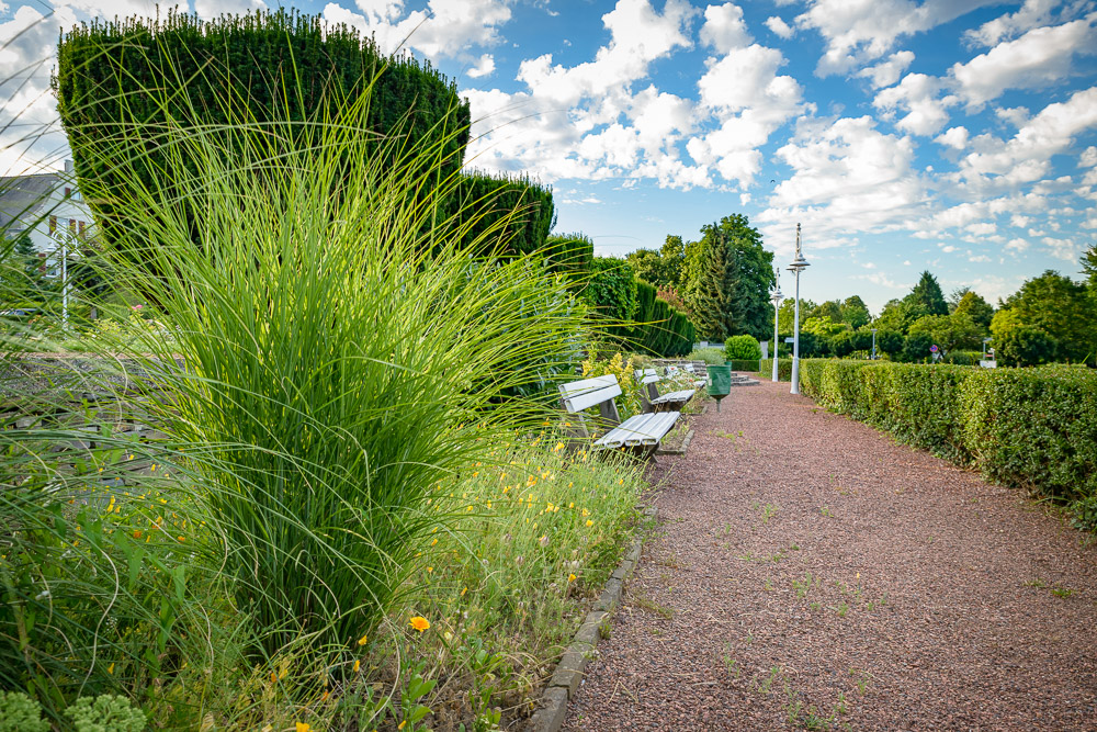 Morgens im Rosengarten 3