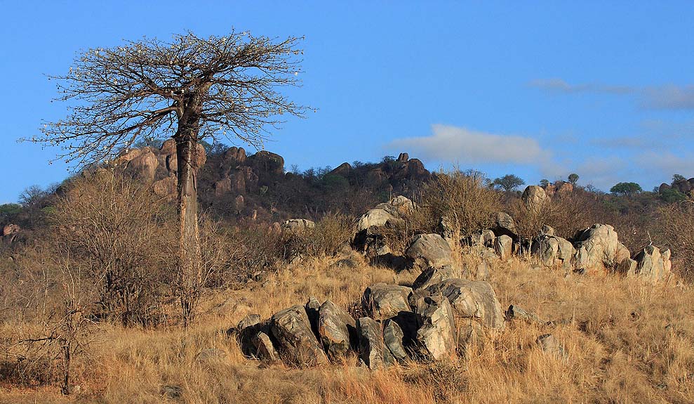 Morgens im Ruaha