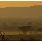 Morgens im Ruaha-Nationalpark