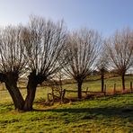 morgens im Sauerland das Original