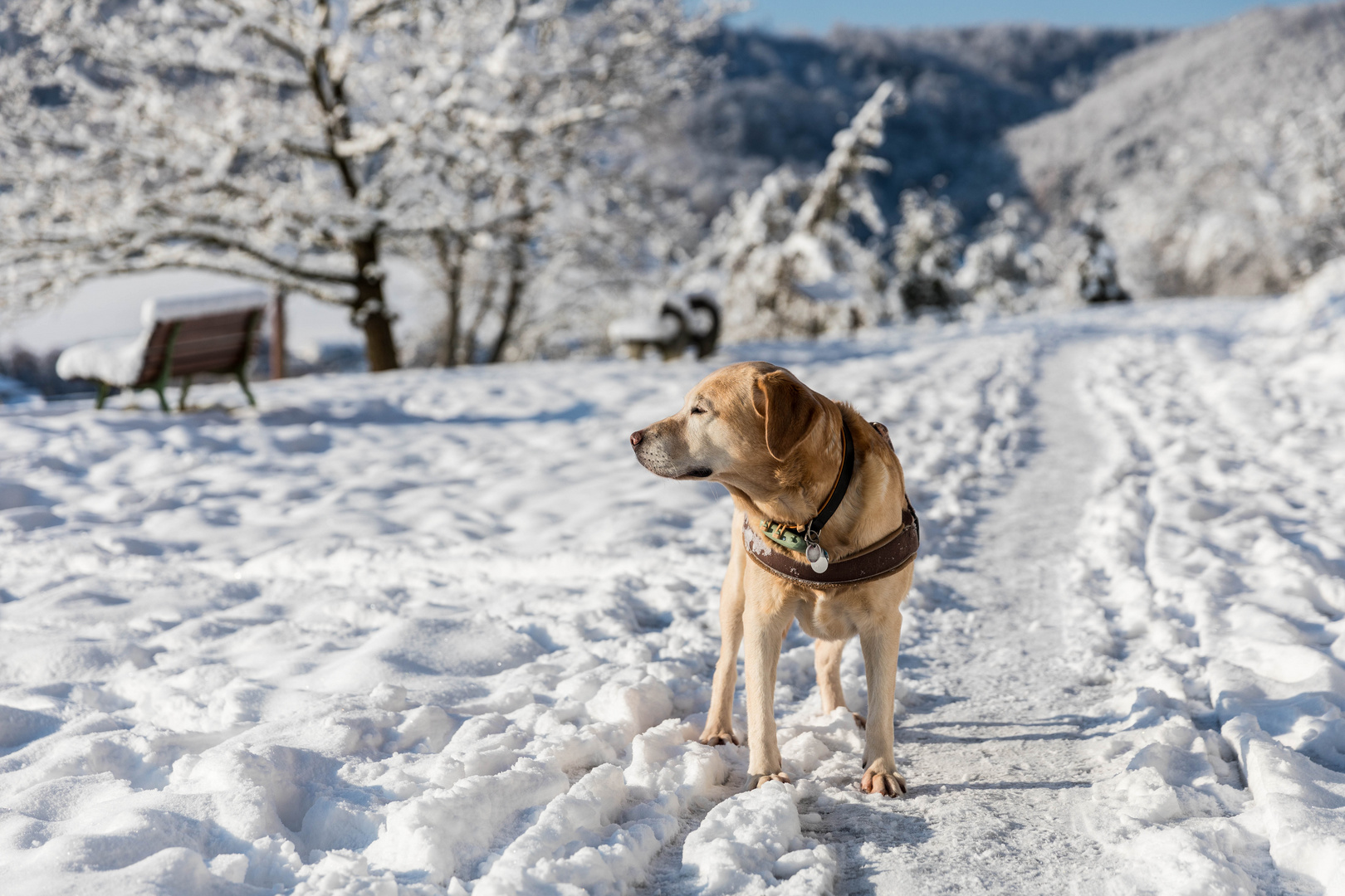 Morgens im Schnee