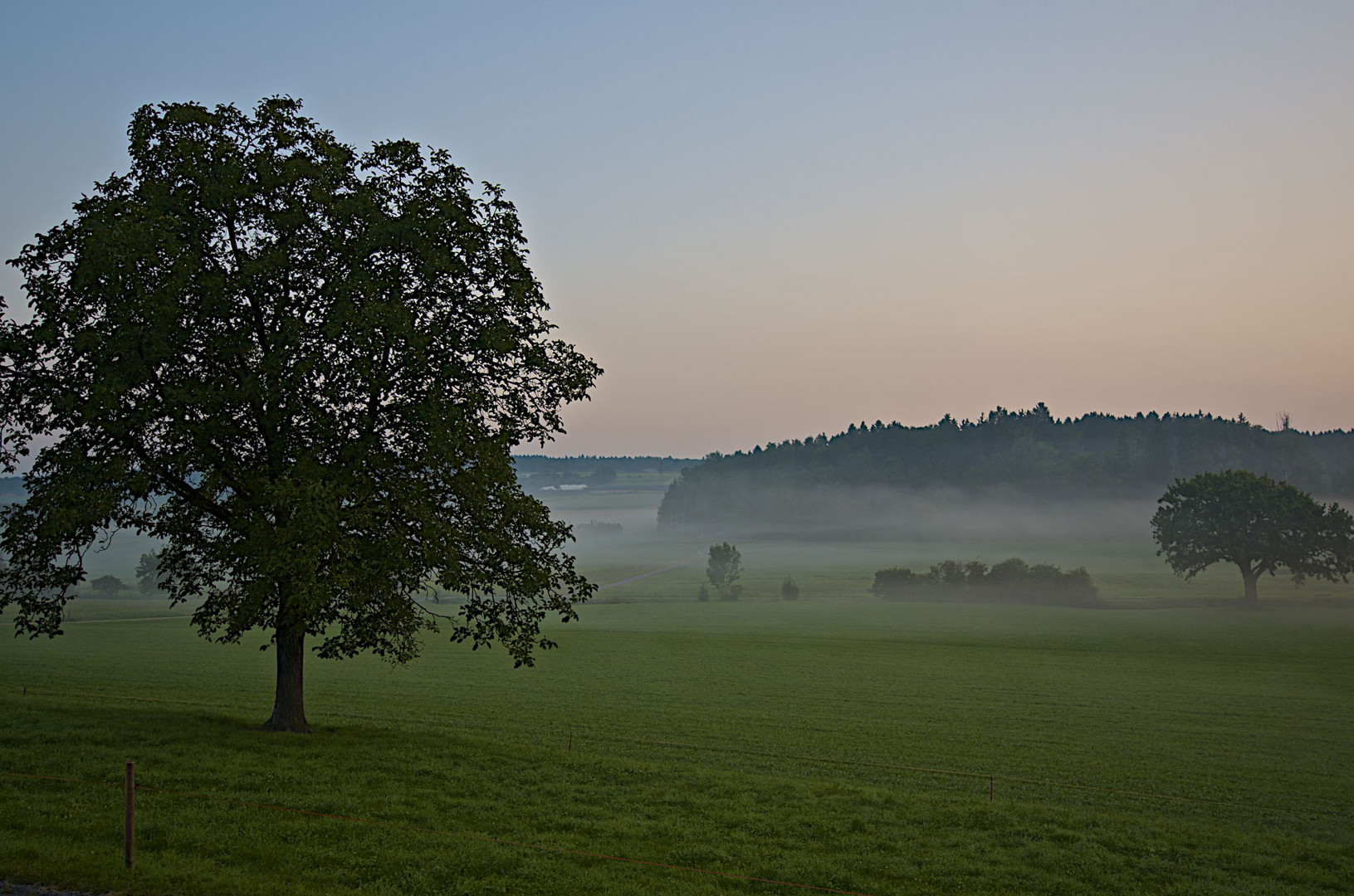 Morgens im Schwandenholz