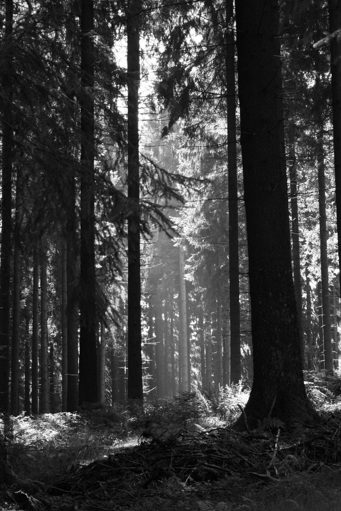 Morgens im Schwarzbachtal