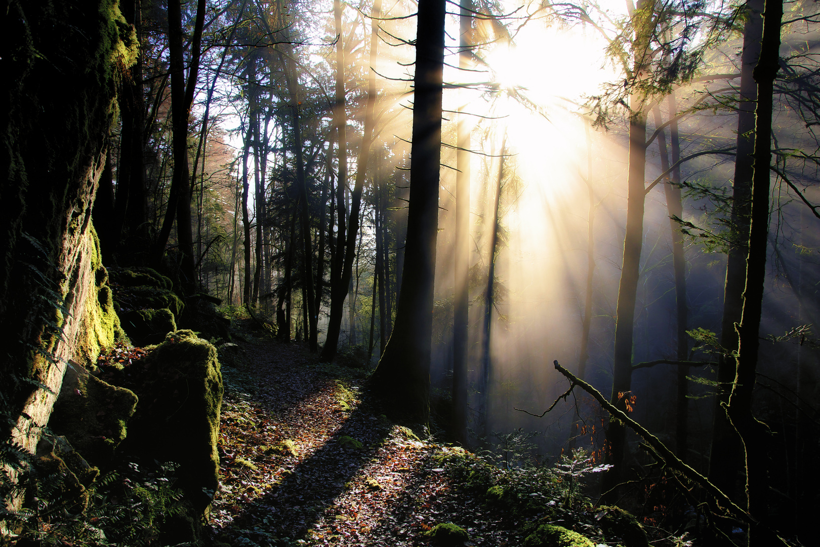 Morgens im Schwarzwald