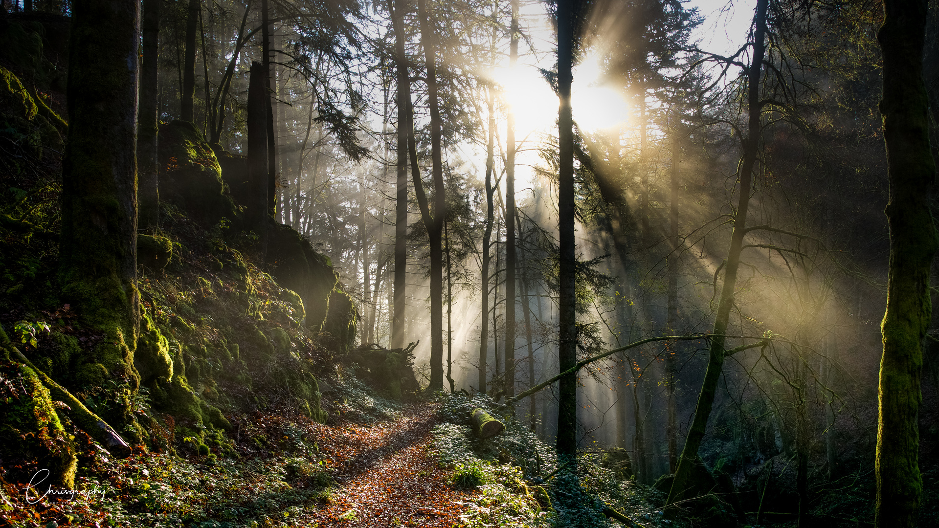 Morgens im Schwarzwald