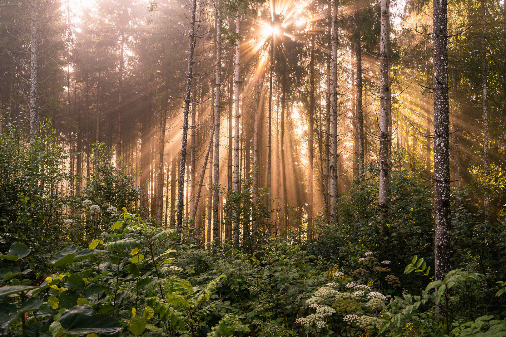 Morgens im Schwarzwald