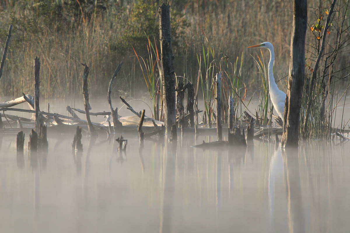 Morgens im Schwenninger Moos