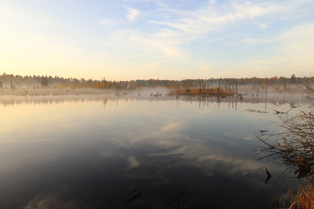 Morgens im Schwenninger Moos