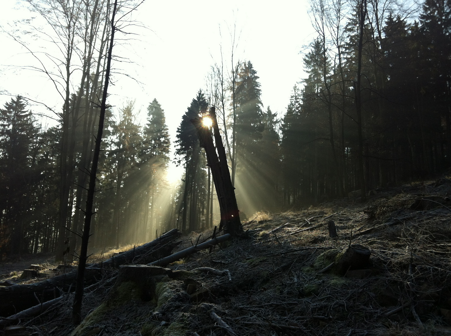 Morgens im Spessart