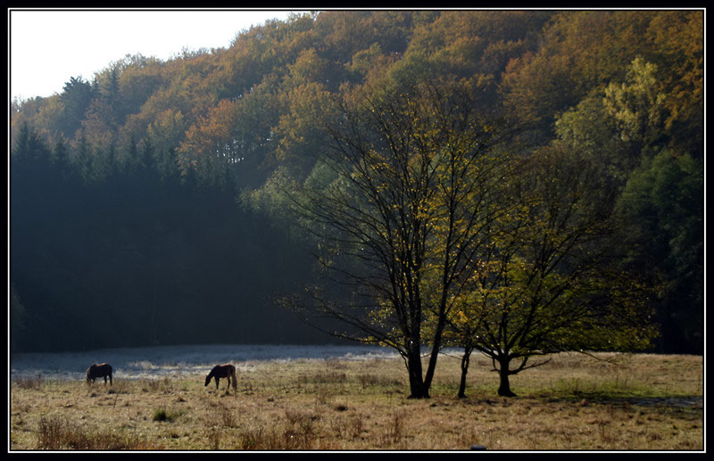 Morgens im Spessart