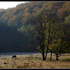 Morgens im Spessart