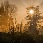 Morgens im Spreewald