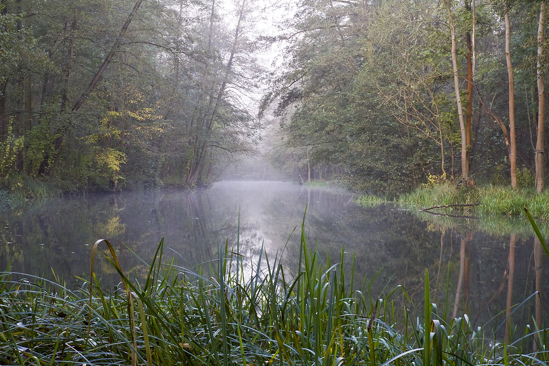 Morgens im Spreewald