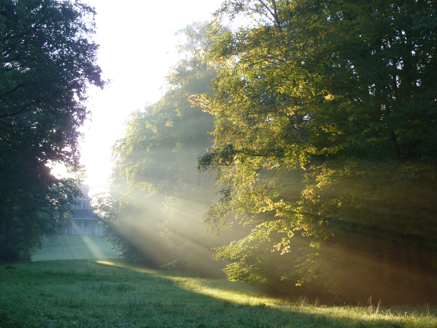 Morgens im Stadtwald