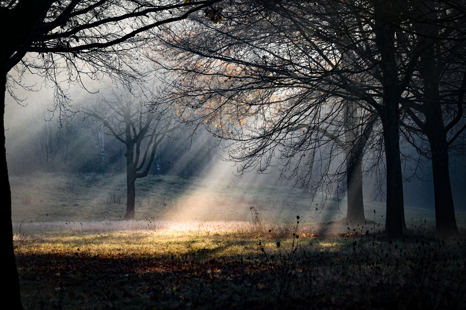 Morgens im Stadtwald bei Dunst