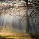 Morgens im Stadtwald bei Dunst