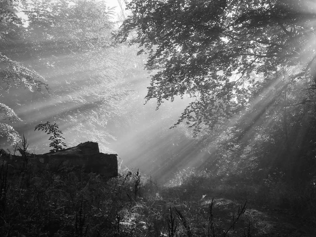 Morgens im Steinwald