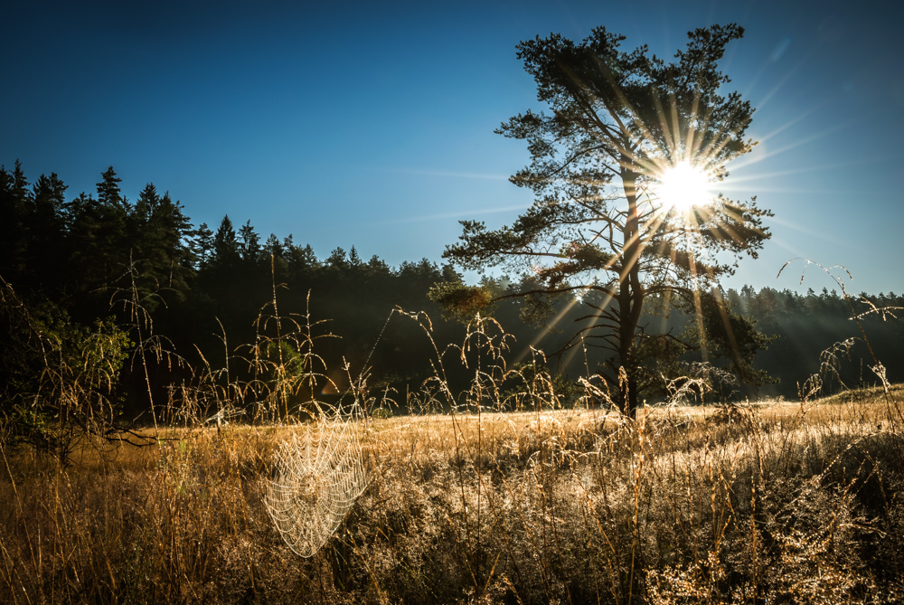 Morgens im Tal