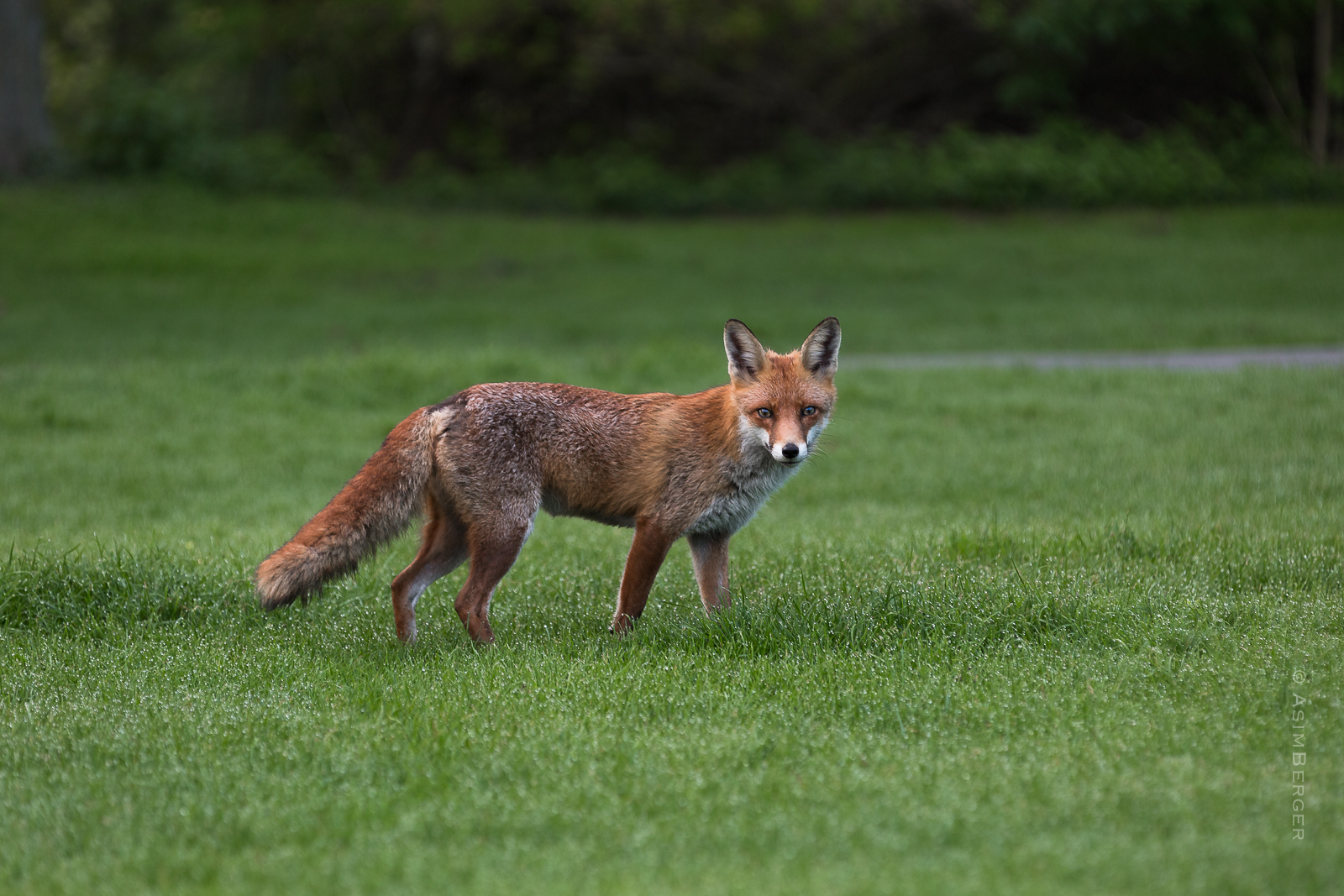 morgens im Tiergarten