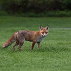 morgens im Tiergarten