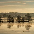 Morgens im Tister Bauernmoor