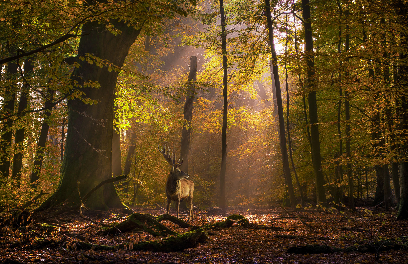 morgens im Urwald Sababurg