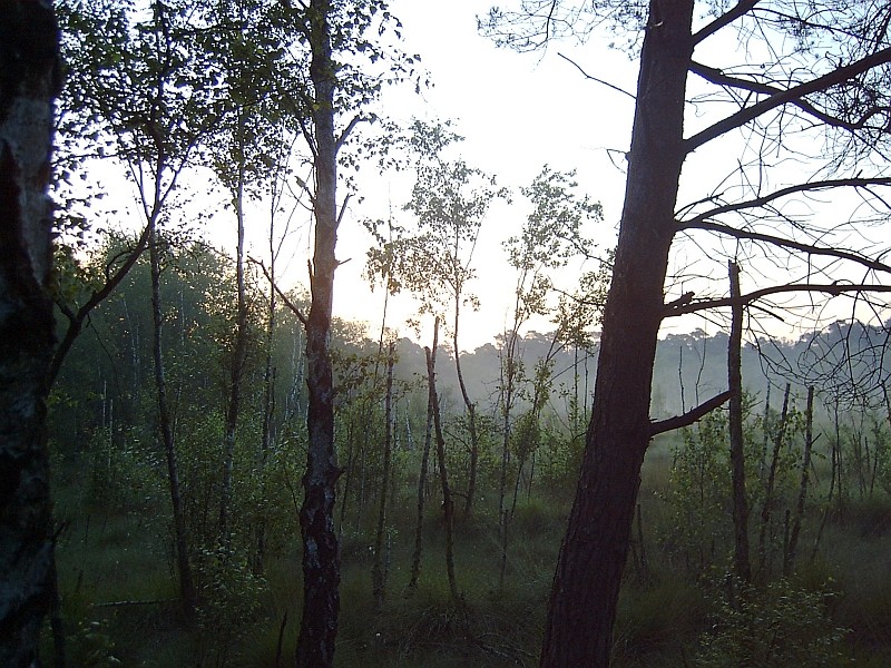 Morgens im Venner Moor bei Münster