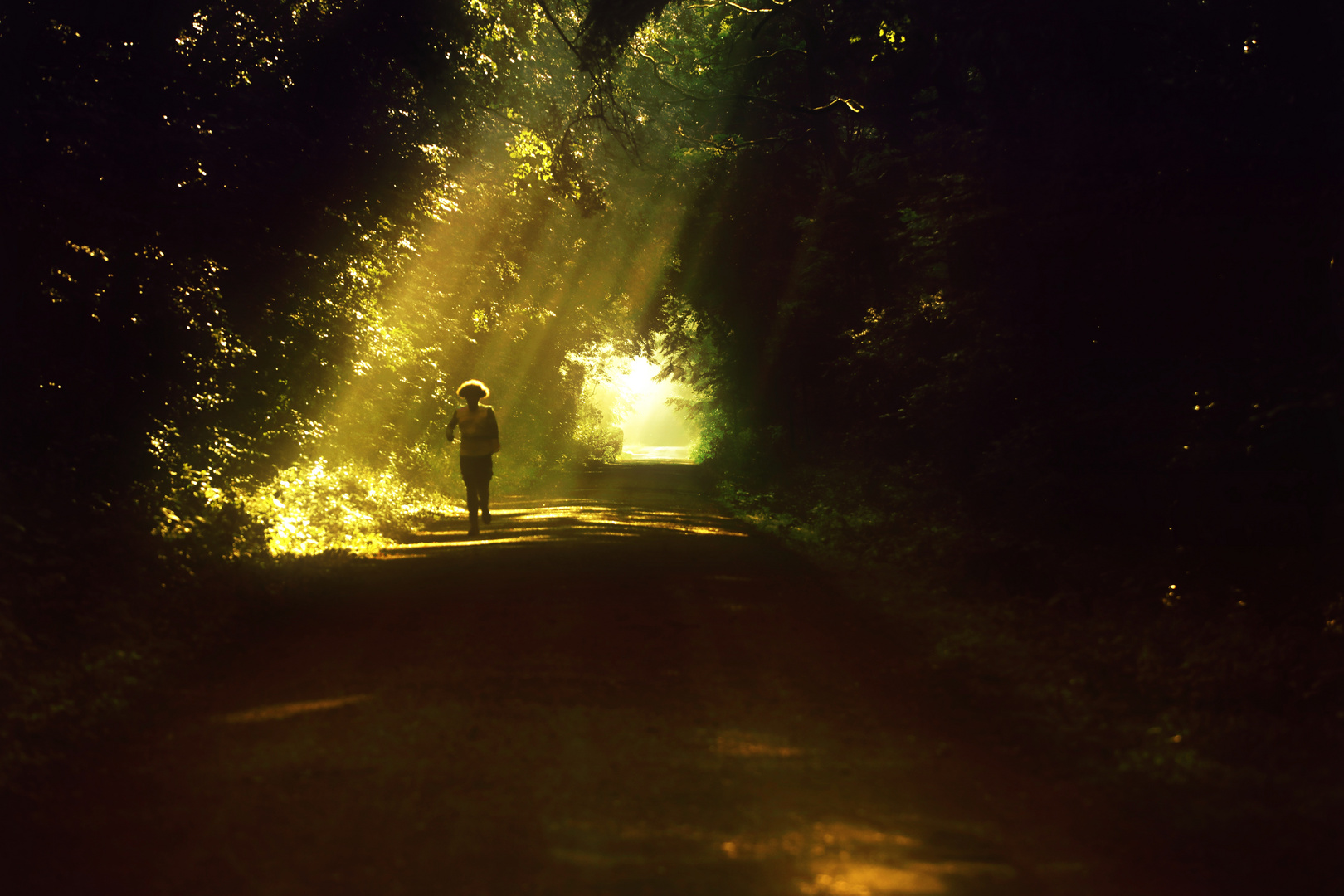 morgens im Wald