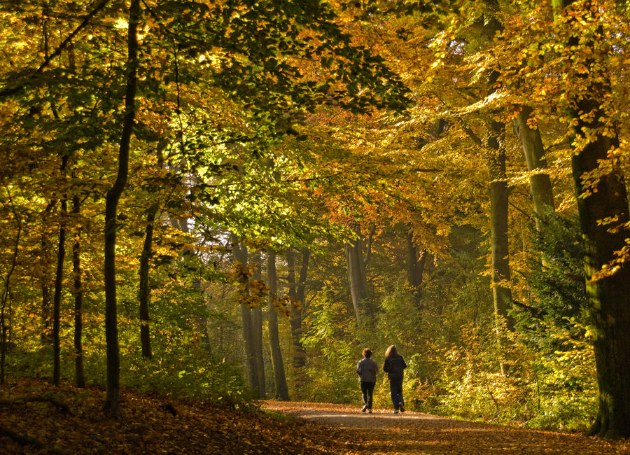 morgens im Wald