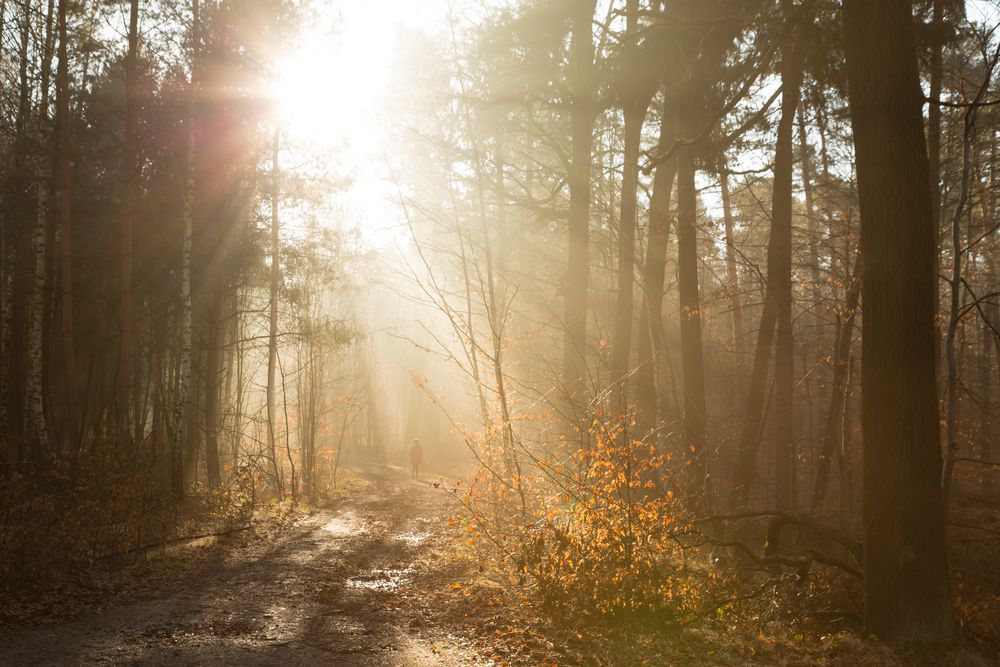 Morgens im Wald