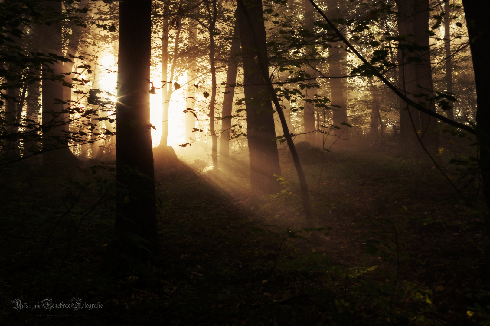 morgens im Wald