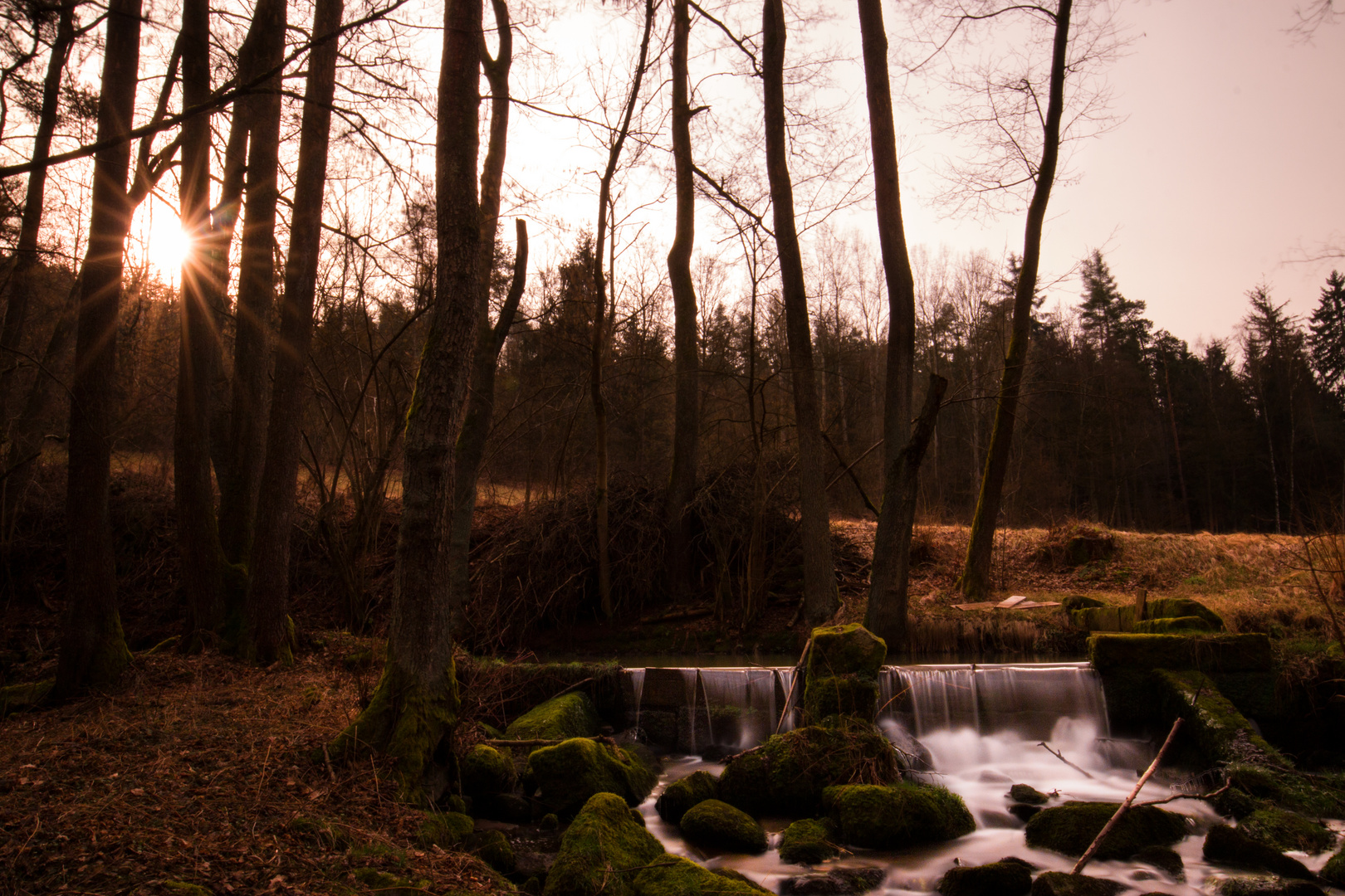 Morgens im Wald