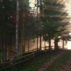 Morgens im Wald