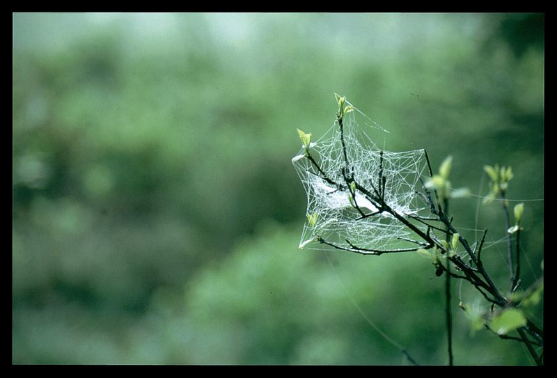 ...morgens im Wald