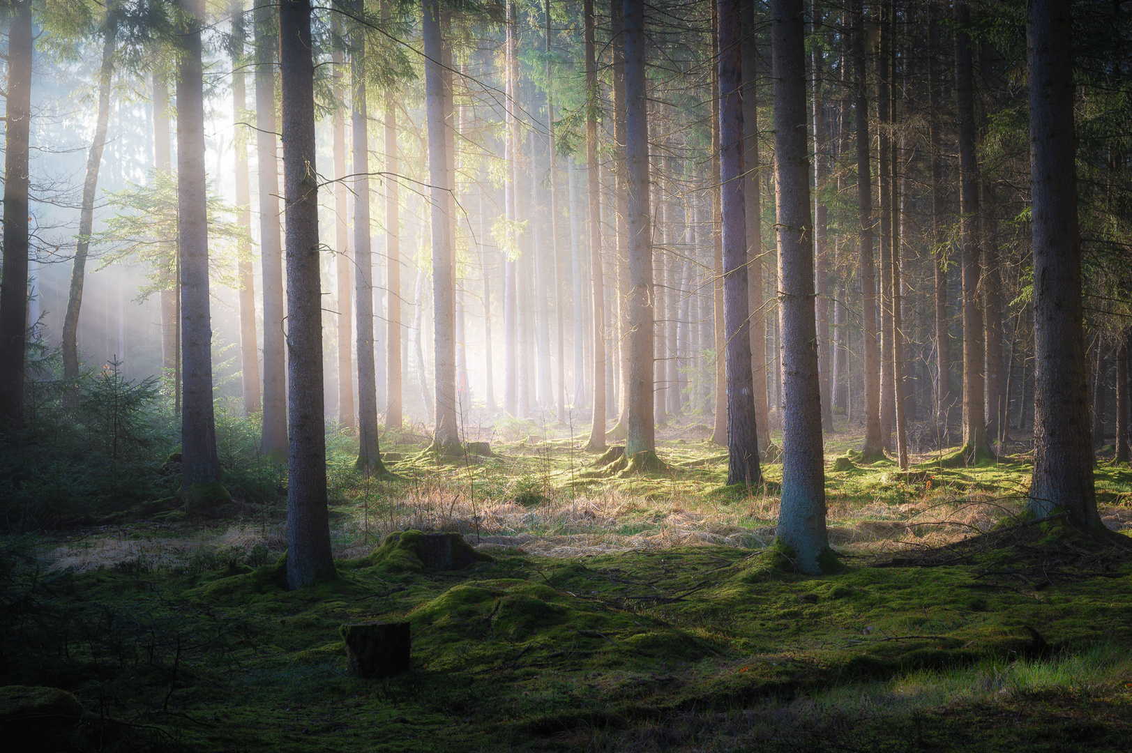 Morgens im Wald