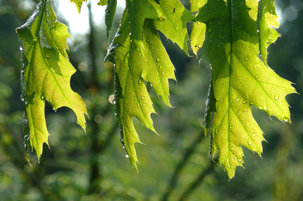 Morgens im Wald