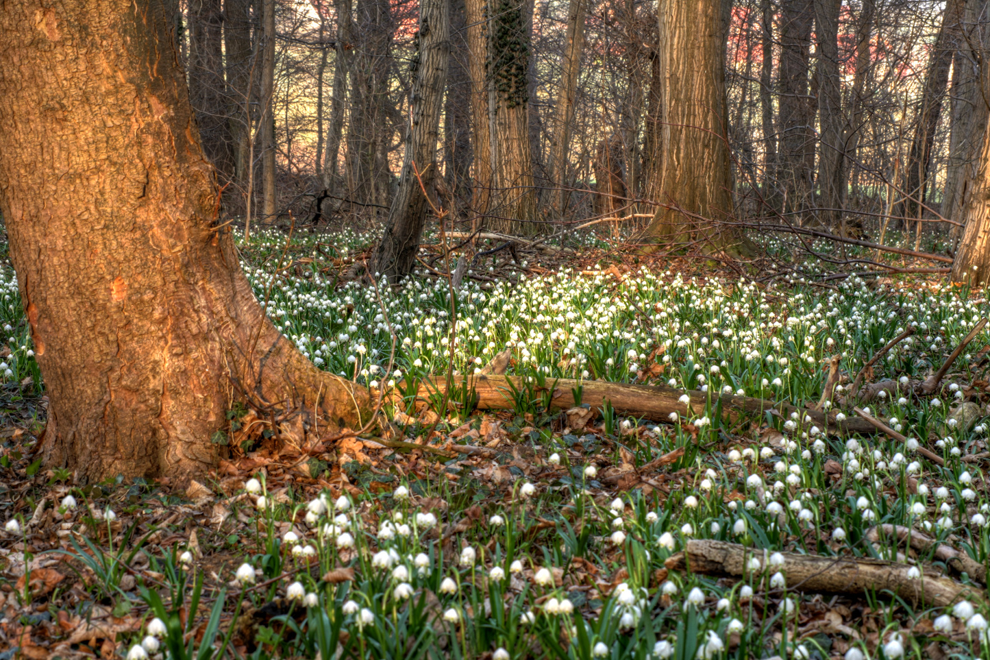 Morgens im Wald