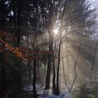 Morgens im Wald