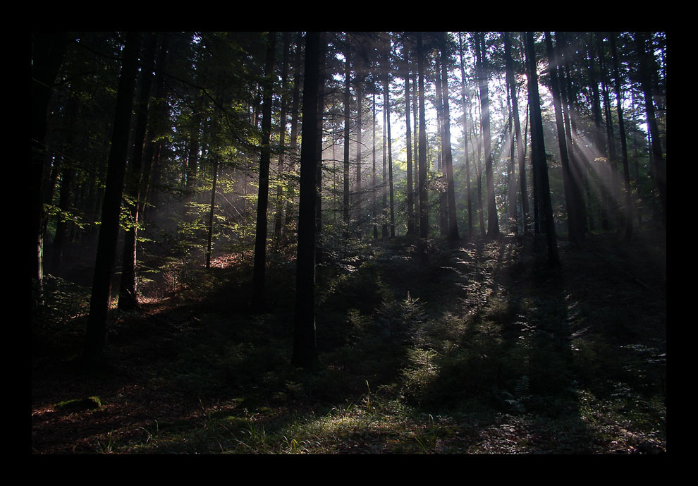 Morgens im Wald