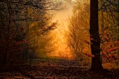 Morgens im Wald