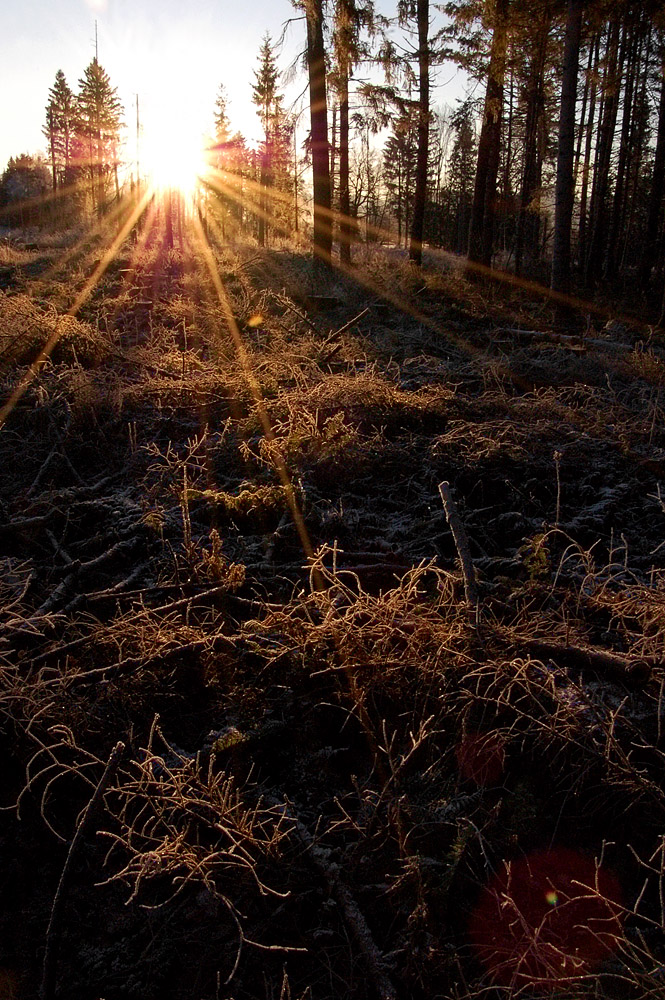 Morgens im Wald