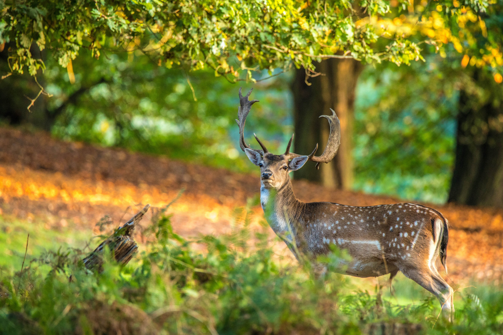 Morgens im Wald