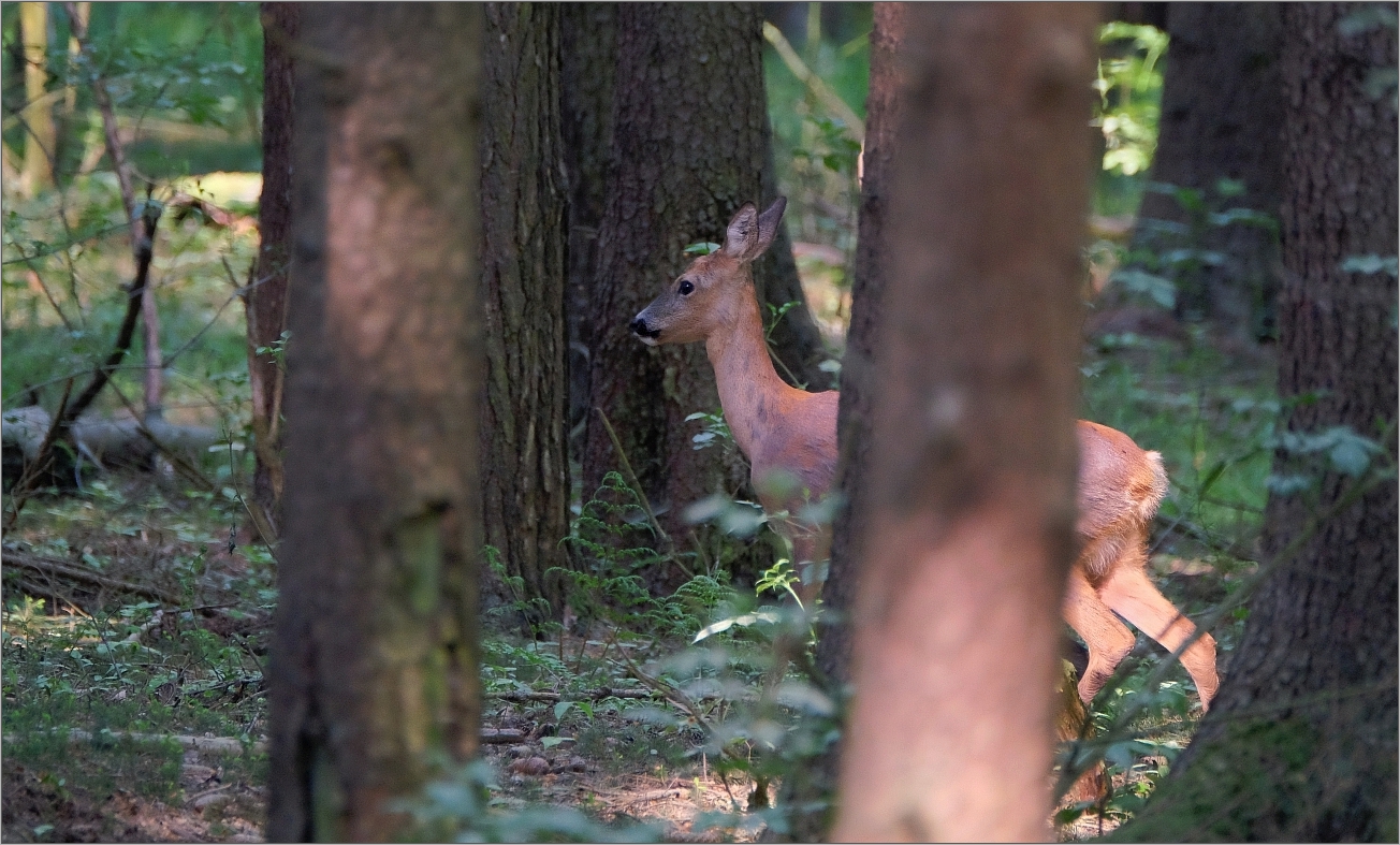 Morgens im Wald